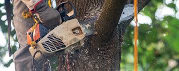 How Our Tree Care Process Works  in  Athens, IL