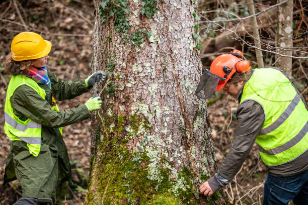 How Our Tree Care Process Works  in  Athens, IL