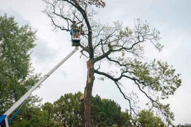 Trusted Athens, IL Tree Care Experts