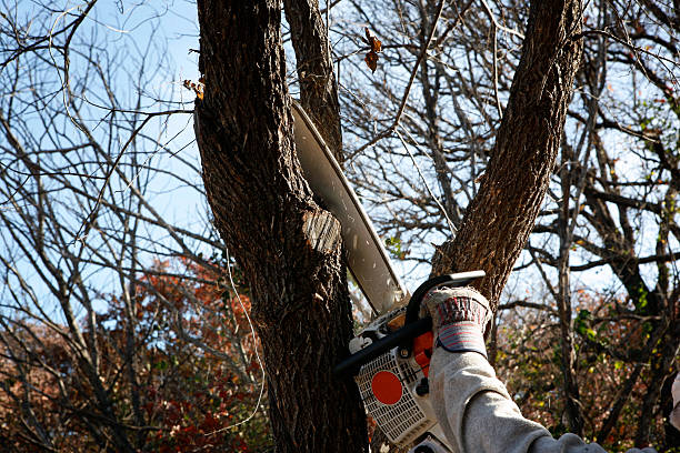 Best Tree Maintenance Programs  in Athens, IL